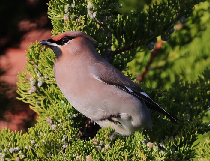 Waxwing