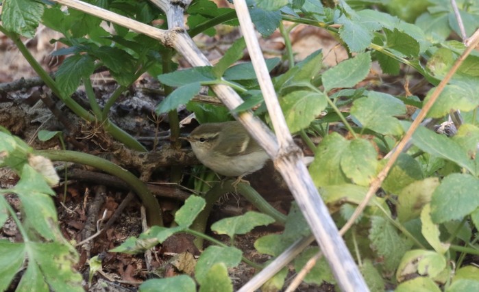 Hume's Warbler