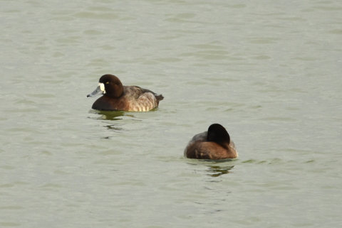 Scaup