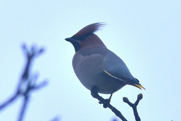 Waxwing