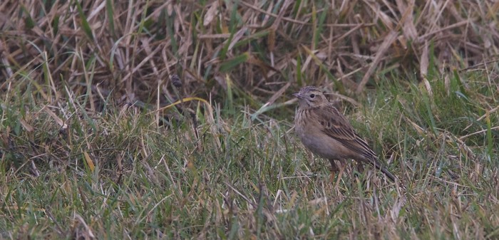 Richard's Pipit