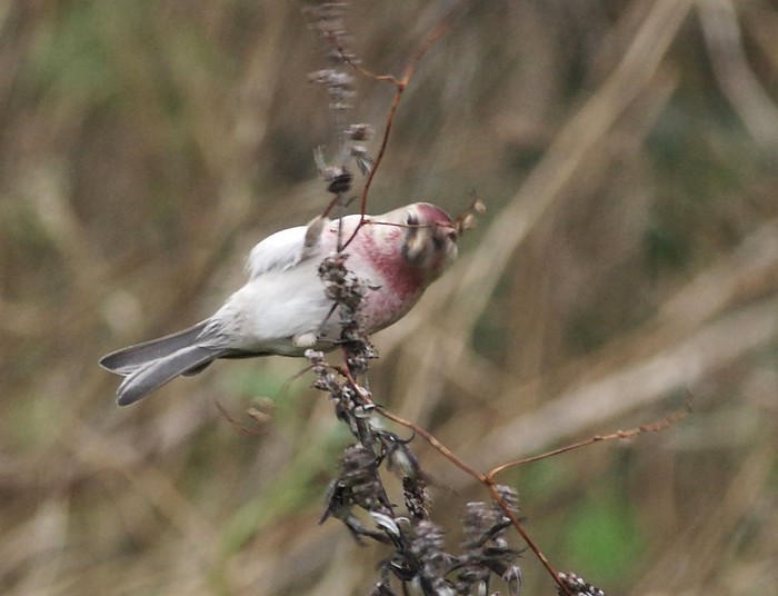 Coues's Arctic Redpoll
