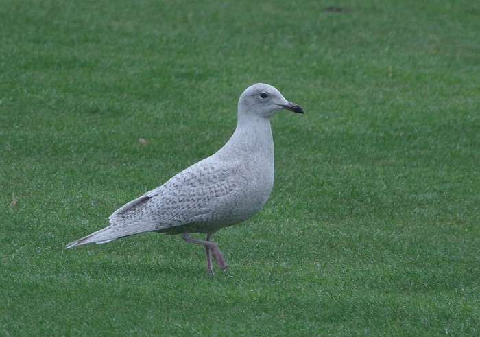 Iceland Gull