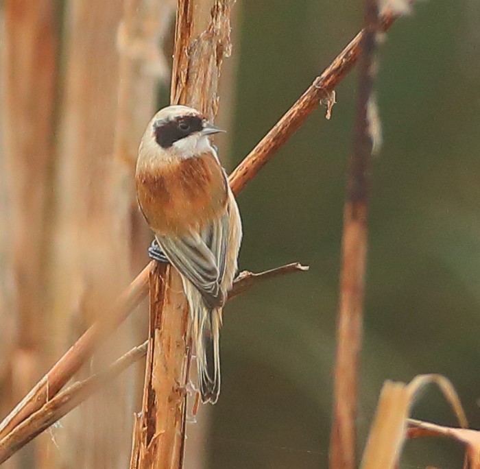 Penduline Tit