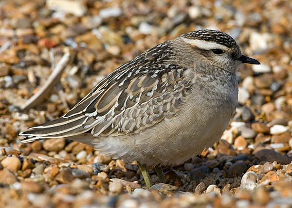 Dotterel
