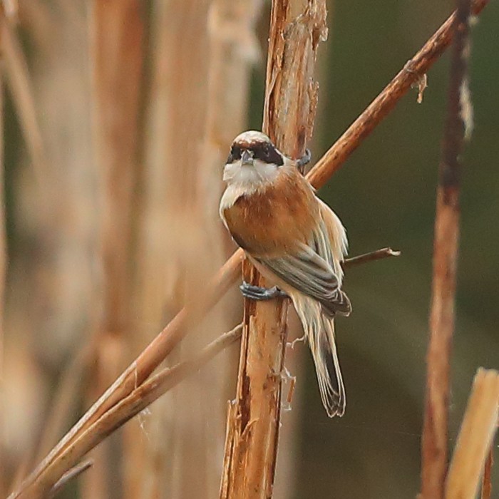 Penduline Tit