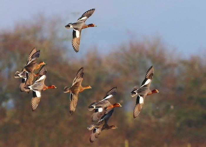 Wigeon