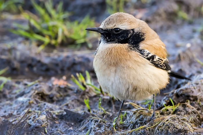 Desert Wheatear