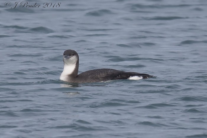 Black-throated Diver