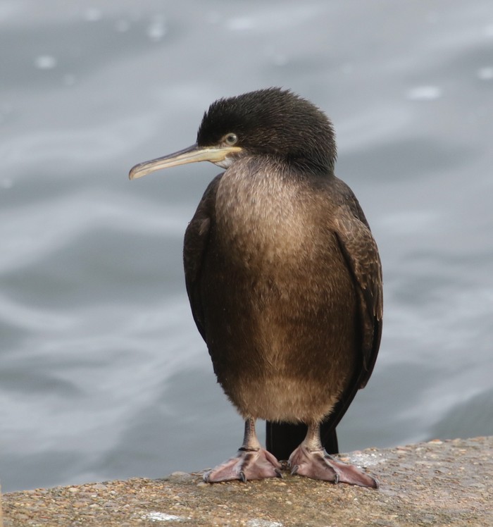 Shag