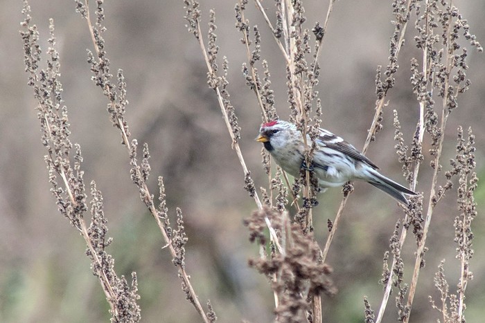Coues's Arctic Redpoll