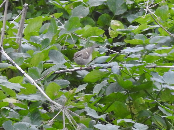Hume's Warbler