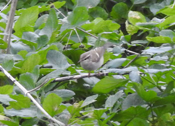 Hume's Warbler