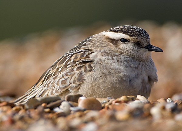 Dotterel