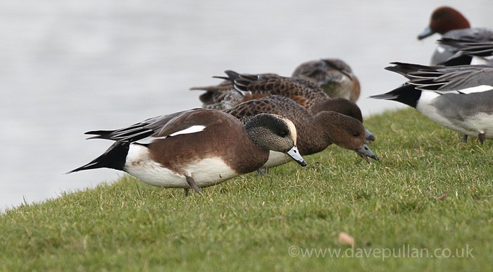 American Wigeon