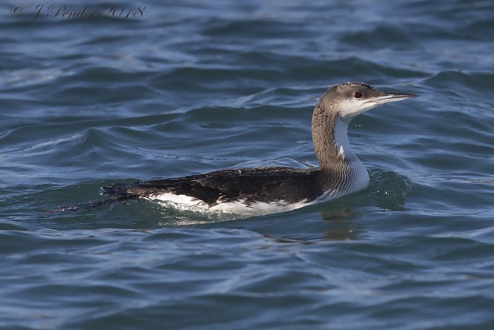 Black-throated Diver
