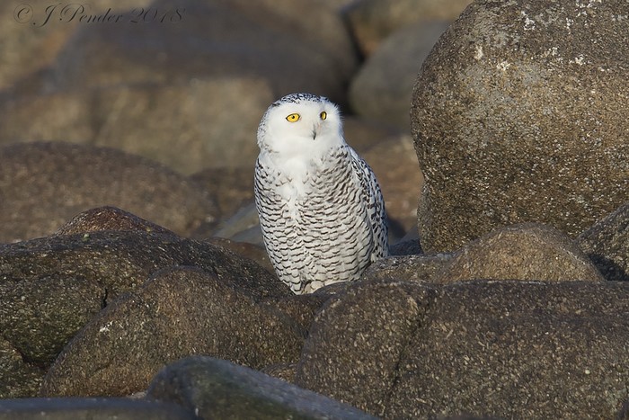 Snowy Owl