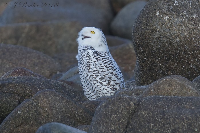 Snowy Owl