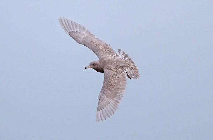 Glaucous Gull