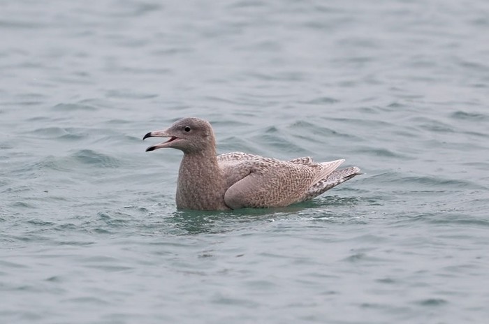 Glaucous Gull