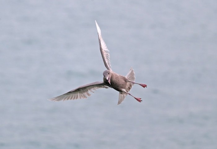 Glaucous Gull