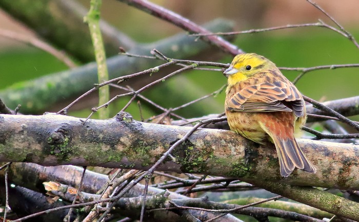 Yellowhammer