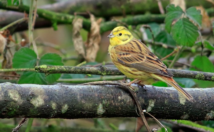 Yellowhammer