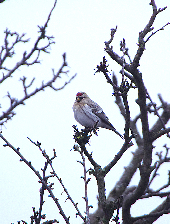 Coues's Arctic Redpoll