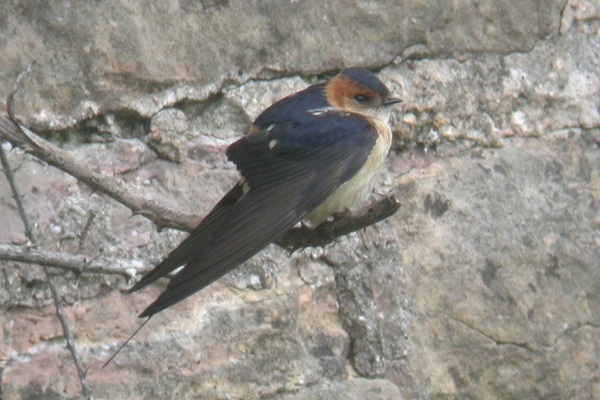 Red-rumped Swallow
