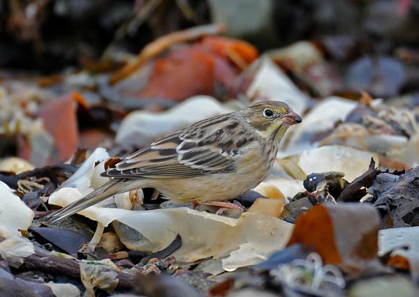 Ortolan Bunting