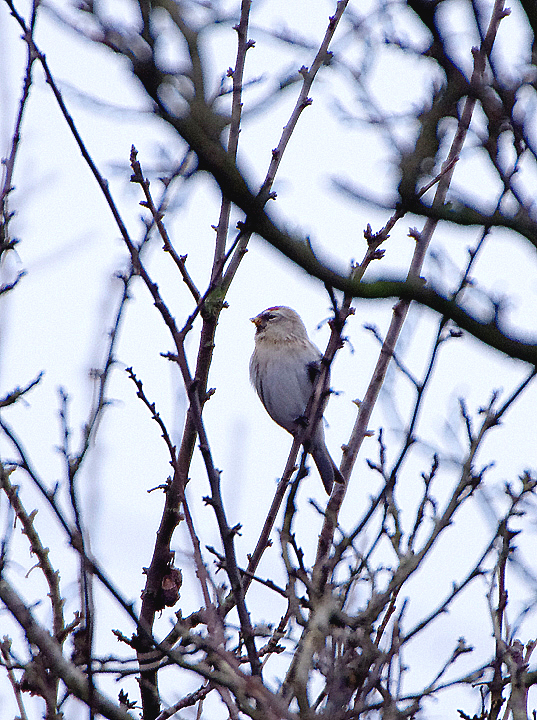 Coues's Arctic Redpoll