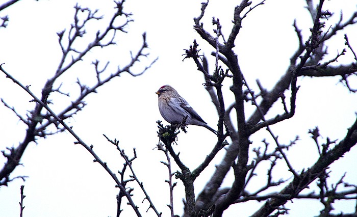 Coues's Arctic Redpoll