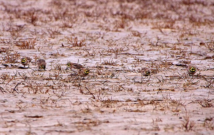 Shorelark