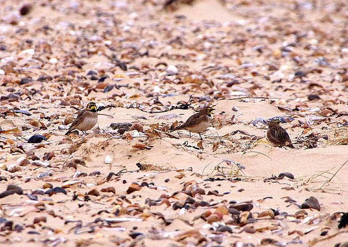 Shorelark