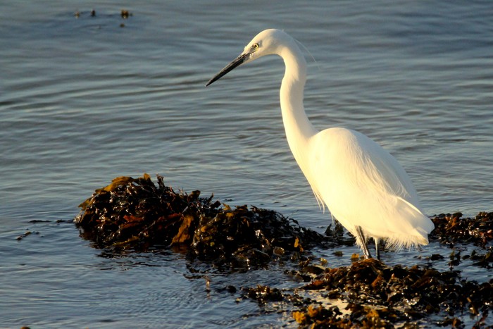 Little Egret