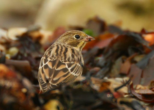 Ortolan Bunting