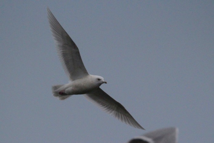 Kumlien's Gull