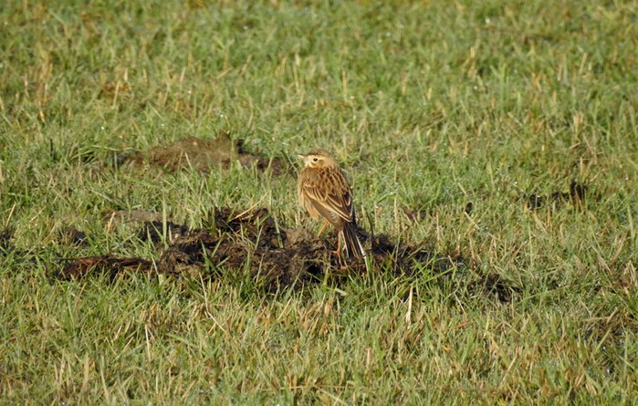 Richard's Pipit