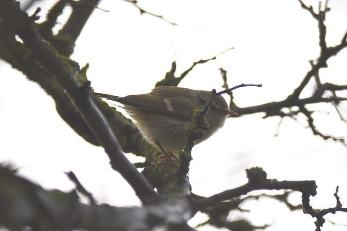 Hume's Warbler