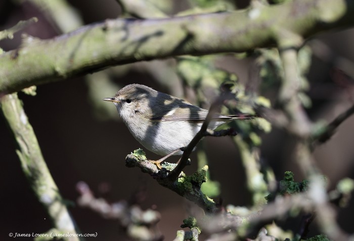 Hume's Warbler