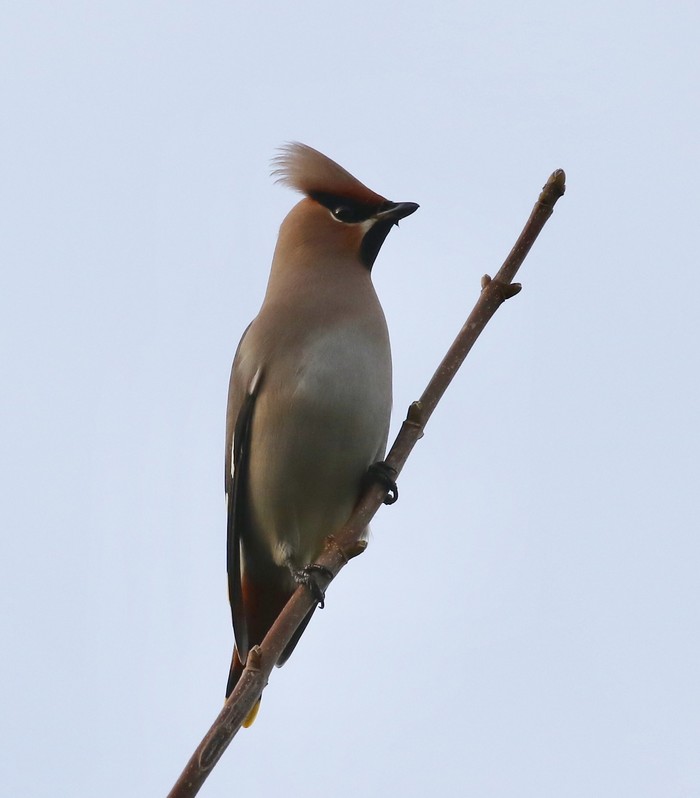 Waxwing 