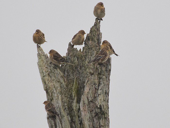 Twite