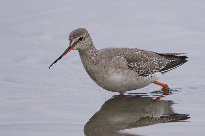 Spotted Redshank