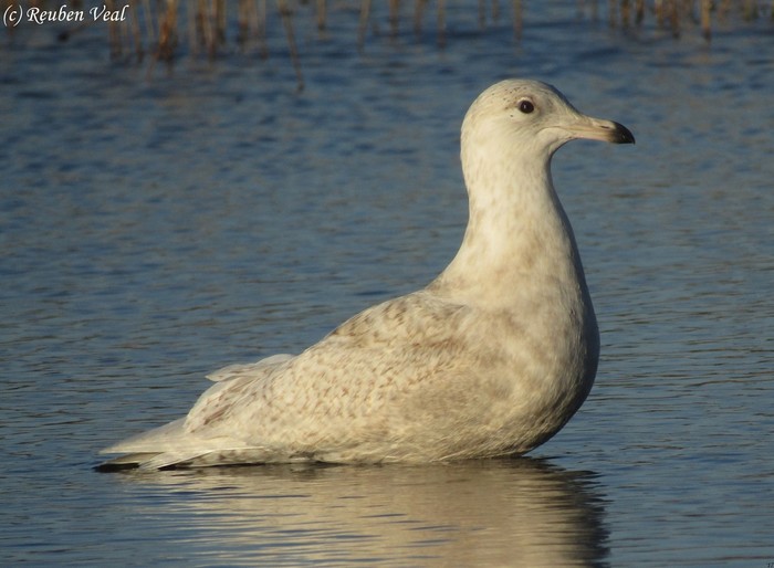 Iceland Gull