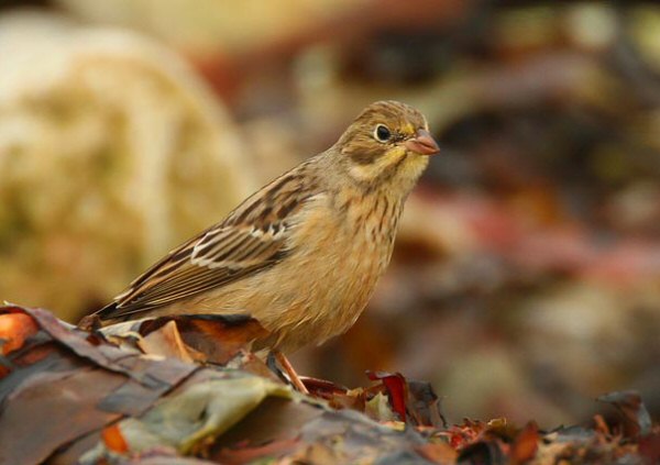 Ortolan Bunting