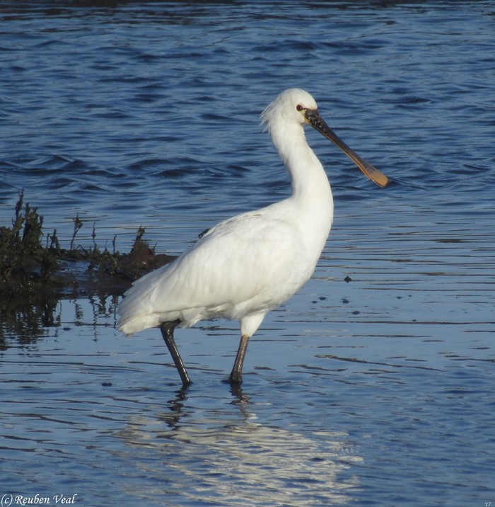 Spoonbill
