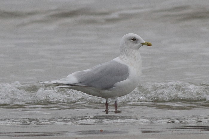 Kumlien's Gull