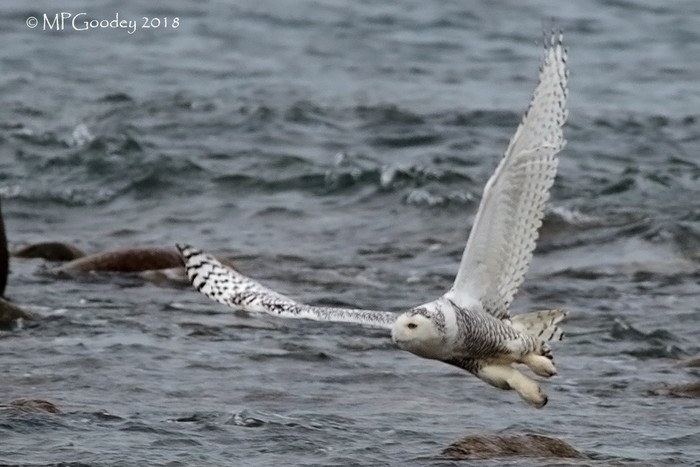 Snowy Owl