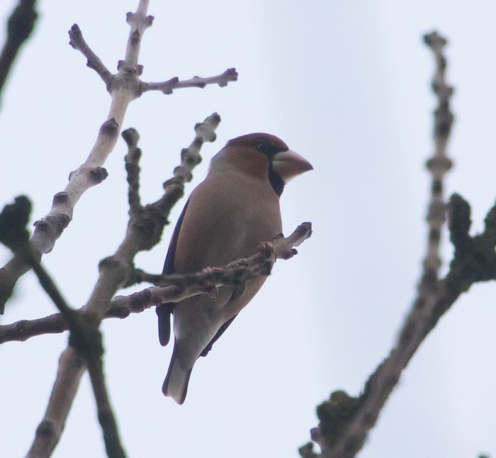 Hawfinch