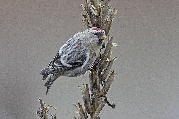 Coues's Arctic Redpoll